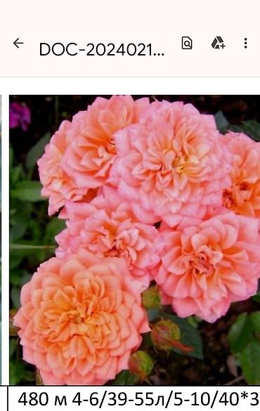 Садовые цветы и кустарники: Корни роз - Крупноцветковая чайно-гибридная роза с — 40