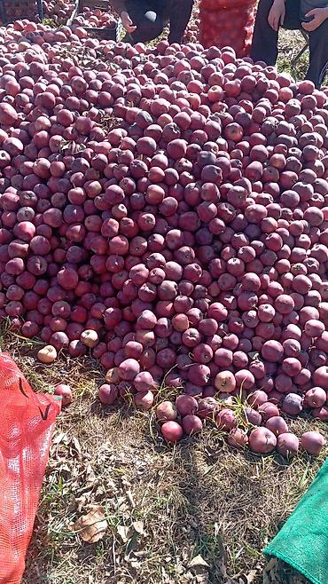 куда продать яблоки оптом: Яблоки Оптом — 4
