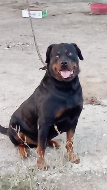 kanqal itleri: Rotveyler, 2 il, Erkək, Peyvəndli, Rayonlara çatdırılma — 5