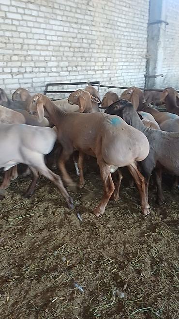 обезьяна маленькая купить: Продаю | Баран (самец) | Гиссарская, Полукровка, Арашан | На забой, Для разведения | Племенные, Осеменитель — 3