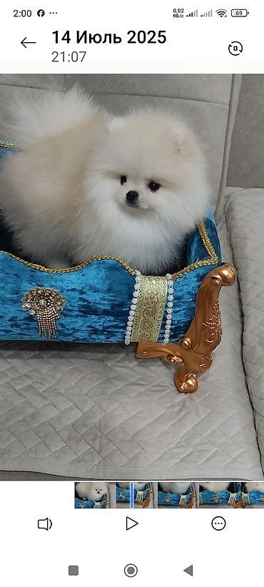 Продажа собак: Шпиц, 3 месяца, Самец, С родословной — 4