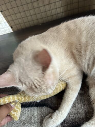 Отдам даром кошку: Кошка даром: Беспородная, 11 месяцев, Мальчик, Кастрирована, Приучена к лотку, Проглистована — 4