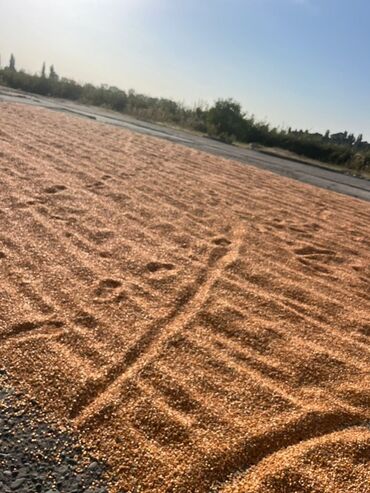 агрополотно купить: Кукуруза Оптом