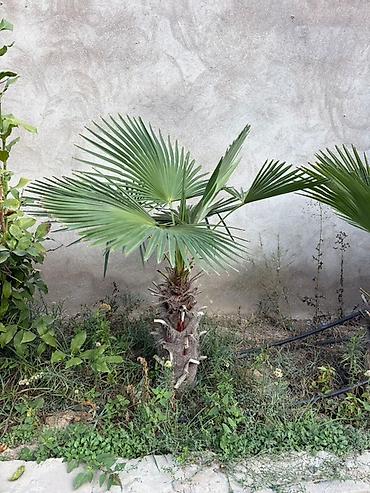 palmalar: Məhsul: 8 ədəd müxdəlif ölçülərdə palma ağacı – Trachycarpus fortunei — 6