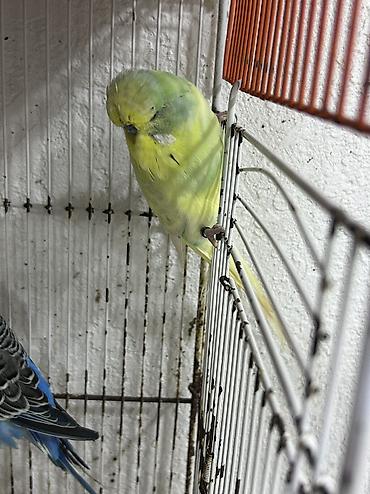 Tutuquşları: Salam . Jumbo erkək quşlar satılır hamısı hazır erkəylərdi çoxsu cütdə — 6