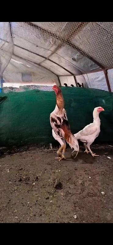 Cücələr: Toyuq cücələri, Damazlıq — 13