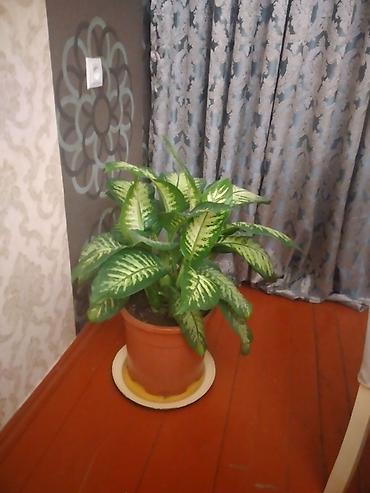 Daxili otaq bitkisi – Dieffenbachia (diftenbaxiya) - Növ: Yarpaqları