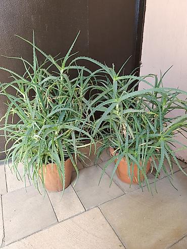 aloe gulu: Aloe Gülü Dərman Güludu. 4 illik. Yekə Güllerdir. 3 Ədəd var Bir ədədi — 1