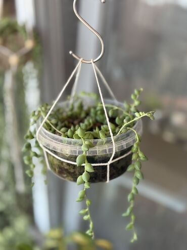 Otaq bitkiləri: Комнатные растения Крестовник — крупные и мини-растения Каменный — 6