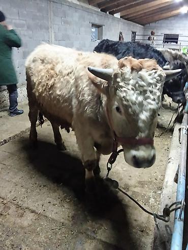 Коровы, быки: Продаю | Бык (самец) | На откорм | Привязанные — 2