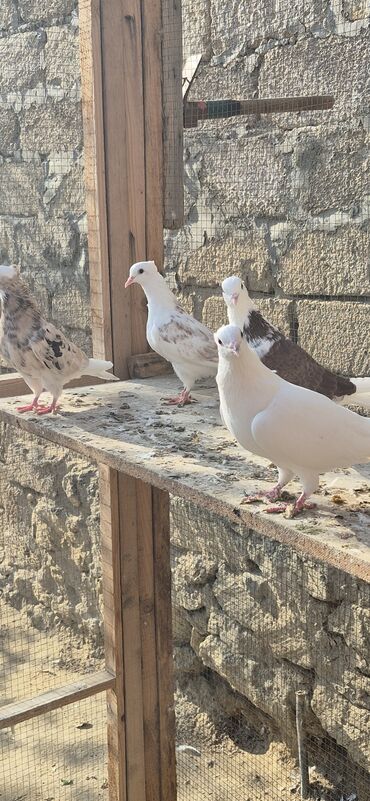 Göyərçinlər: Əvvəla salam. Təmiz qan iran miz kəkilləri satılır. 4düdə masallı — 8