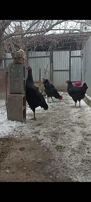 Куры, петухи: Продаю | Петух | Для разведения — 14