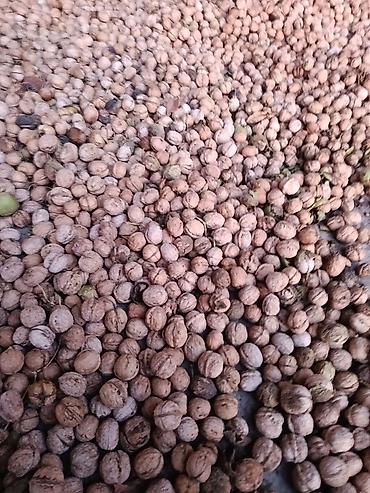 продам соль: Грецкий орех в скорлупе - Урожай текущего сезона - Орех среднего и — 1