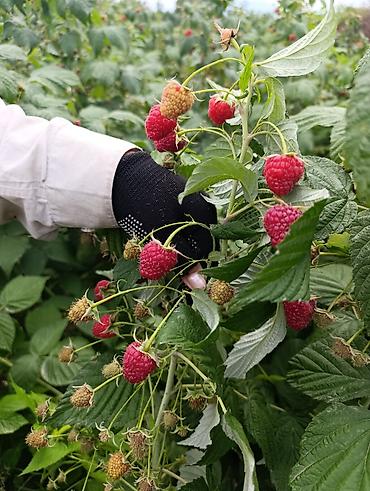 Семена и саженцы: Полька кочот сатылат,адаптация болгон,таза Полька100%,Россия дан — 3