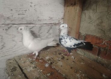 собаки в добрые руки бесплатно: Hazır cüt Satılır, tam sağlam quşlardı