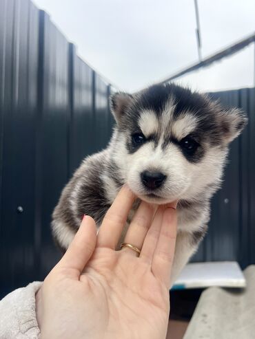 собака доберман: Хаски, 1 месяц, Самец, С прививкой