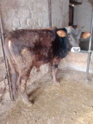 сколько длится беременность коровы: Продаю | Бык (самец) | Алатауская | На откорм, Для разведения