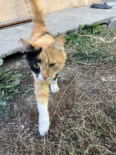 отдам в хорошие руки кошку: Кошка даром: Беспородная, Девочка — 2