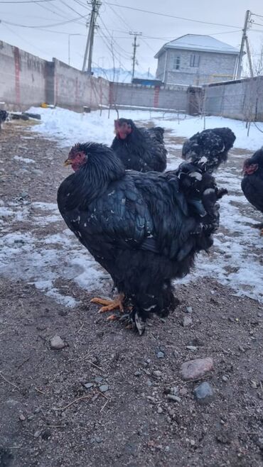 Птицы: Мраморный Кохин — 7