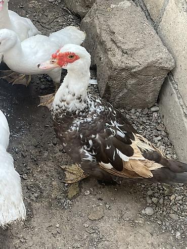 kend colpası: Salam alekum lal ördək iki dənə ikisidə fərədi tüləhdədilər hələ ünvan — 2