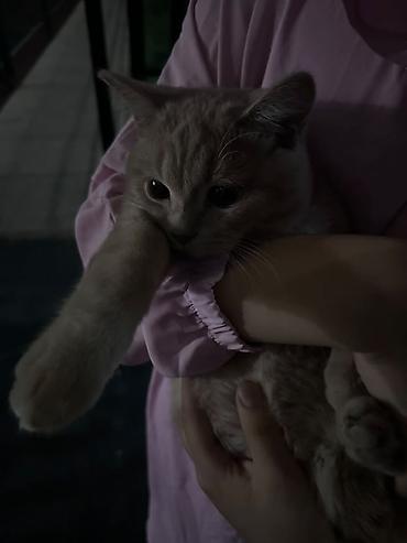 кошка шотландская вислоухая: Кошка даром: Скотиш Фолд (Шотландская вислоухая), 6 месяцев, Мальчик, С прививками — 6