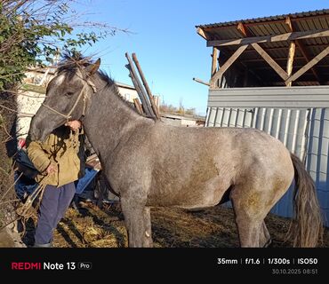 эр тоокум: Продаю | Кобыла (самка), Жеребенок