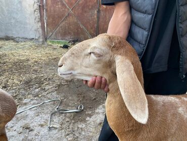 лошадь лошадь: На продажу авганка уши:18+см рост:80 см только зубы меняет. Цена 45