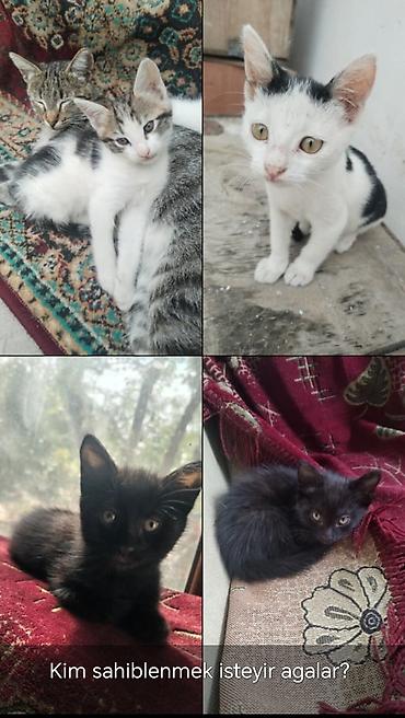 sahiblendirmə: Pişik balaları sahibləndirilir - Bir neçə balaca pişik: ağ-qara — 1