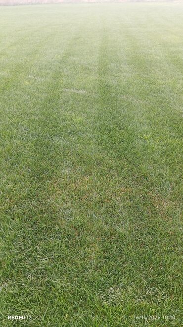 Süni qazon: Rulon qazon – peşəkar şəkildə yetişdirilmiş, sıx və bərabər örtüklü — 2