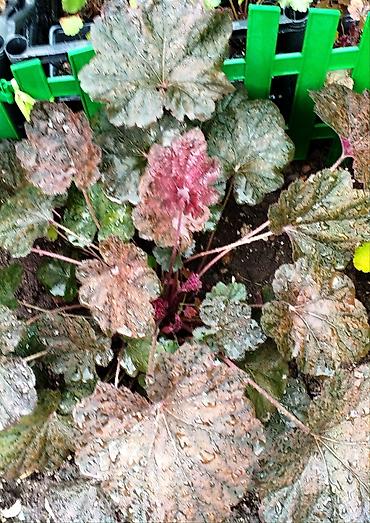 Другие садовые цветы и кустарники: Продаю гейхеру. В коллекции более 80 сортов. Звоните по тел. Вацап — 14