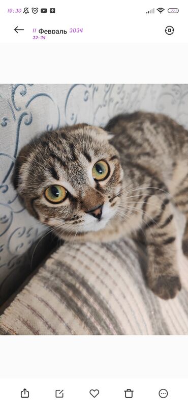 сиямский кошка: Куплю точно такая же кошку напишите мне пожалуйста Я очень жду буду