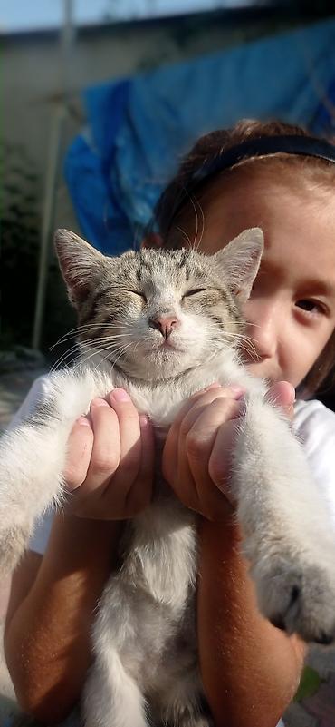 Кошка даром: Беспородная, 3 месяца, Мальчик at lalafo.kg Кошка даром: Беспородная, 3 месяца, Мальчик