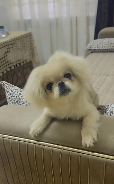 İtlər: Pekines, 4 ay, Erkək, Peyvəndli, Ünvandan götürmə — 1