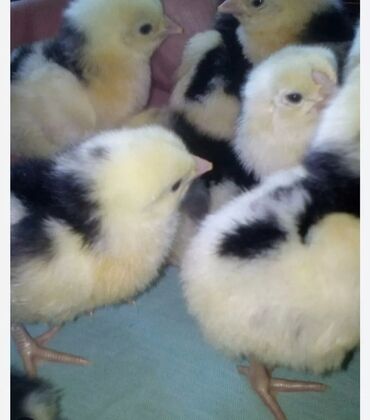 инкубационные яйца купить: Цыплята австралорп чёрно пестрый, борковская барвистая, кученская