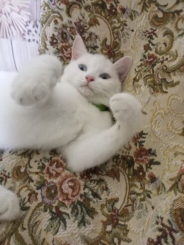 Pişiklər: Dişi, Yaxşı əllərə, Ünvandan götürmə — 5