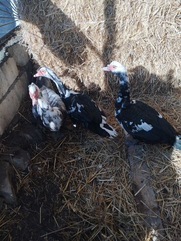 Ördəklər: Salam super damazliq ve kesimlik ucun agir heyvanlardi ag krasnadarlar — 13