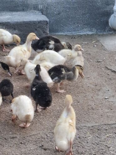 Cücələr: 110 dendi 27 gunukdu tam saglam yawilbaw ve pekin ordek balsi 3. 30 1 — 4