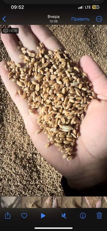 цены на строительные работы в бишкеке 2022: Будай сатылат

Продаю пшеницу