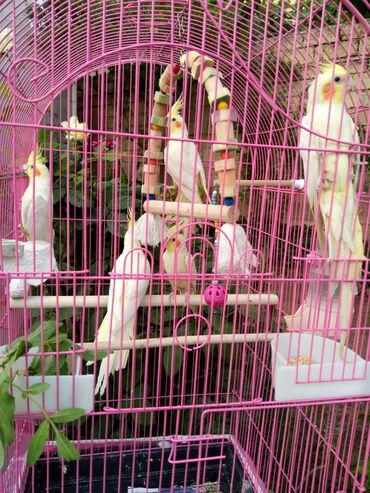 Tutuquşları: Bala var əl qusu var qiymetleri 45 Azn hamsin alana endirim tam — 5