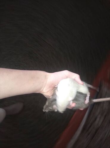 Крысы: Предлагаются к продаже очаровательные маленькие крысята различных — 7