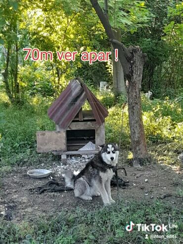 Хаски, 5 месяцев, Самец, Для вязки, Самовывоз at lalafo.az Хаски, 5 месяцев, Самец, Для вязки, Самовывоз