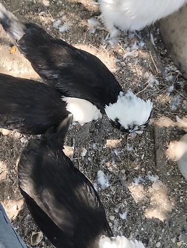 Toyuqlar: Toyuq, Damazlıq, Ünvandan götürmə, Ödənişli çatdırılma — 18