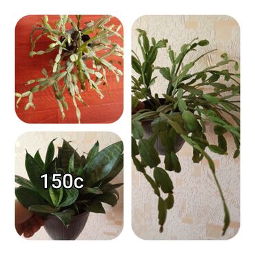 Садовые цветы и кустарники: Саженцы цветка — 12