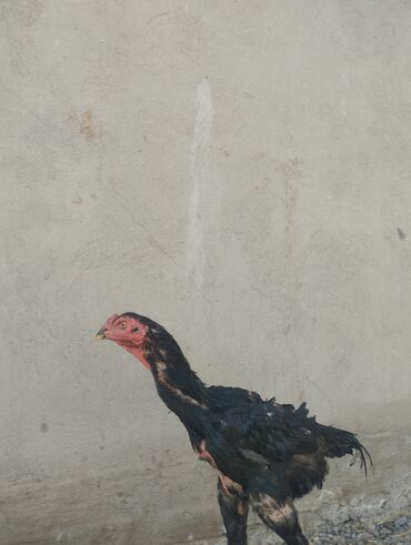 токалка джалал абад: Петух породы типа «gamefowl» (азиатская бойцовая/шамо-тип). - Окрас
