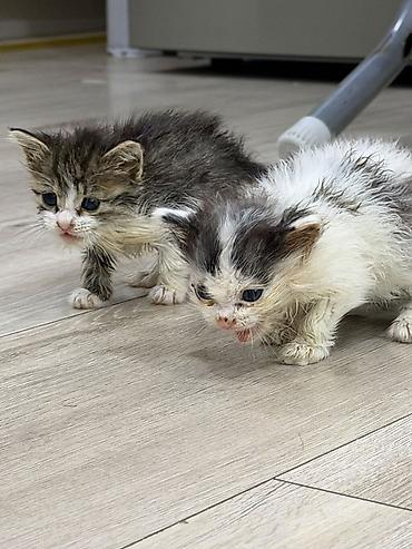 cexiyada ish: Sahiblendirilir pulsuz ikidenedir tek tekde götüre bilersiz — 1