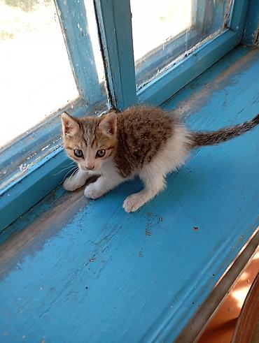 щенки сао: Котёнок мальчик 1,5 месяцев игручий ласковый — 4