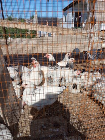 дикие птицы кыргызстана: Адлер цыплята 2месяц