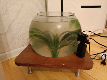 Akvariumlar: Yumru Akvarium, 10 l