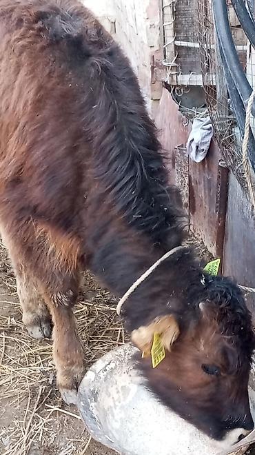 Коровы, быки: Продаю | Тёлка — 9