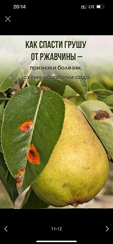 Дворники, садовники: 🌱Я садовник обработка сада ранее весенней обработка плодовых — 11